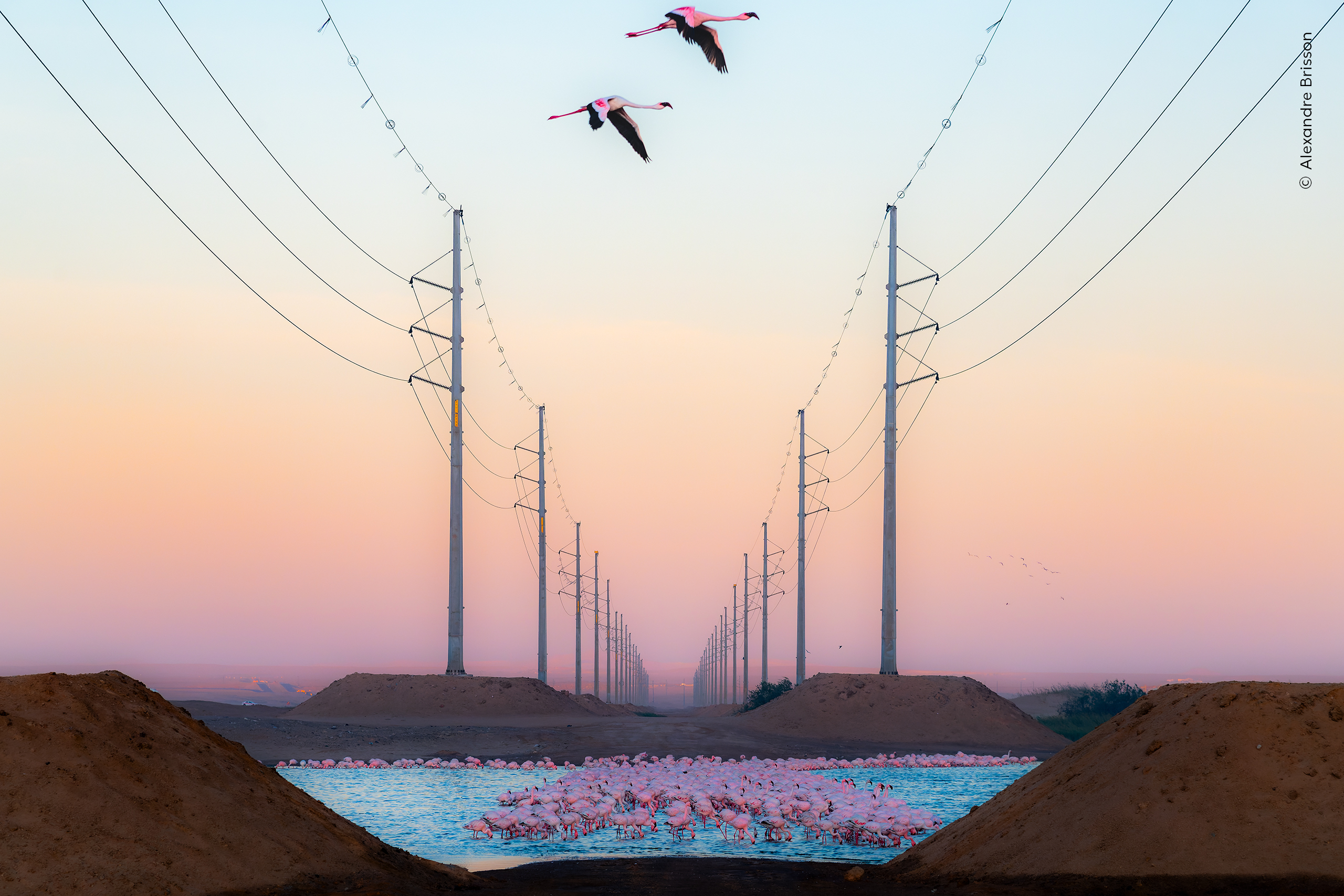 "Beauty Against the Beast": A group of flamingos stands out against a stark industrial backdrop of power lines.